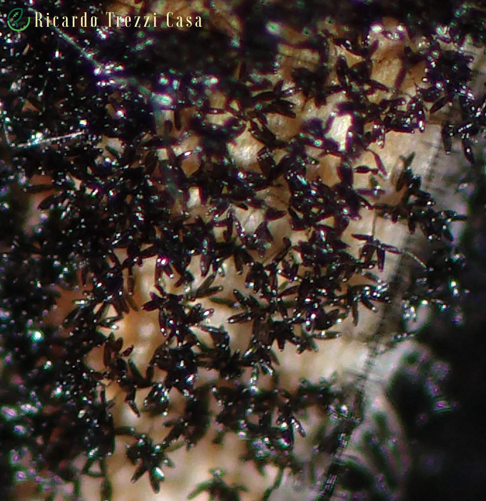 Bipolaris sorokiniana